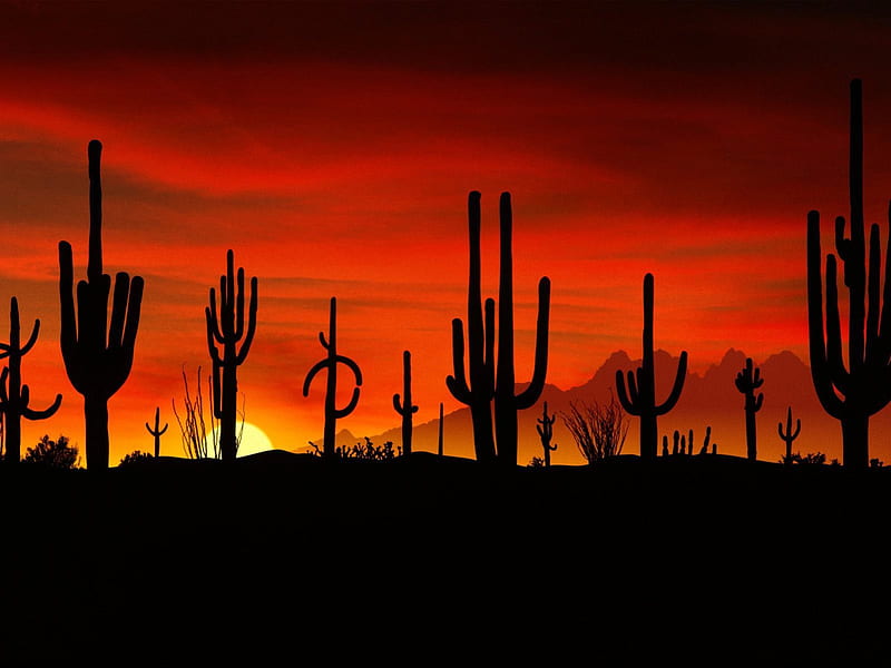 Untitled , desert, saguaros, sonoran desert, arizona, HD wallpaper
