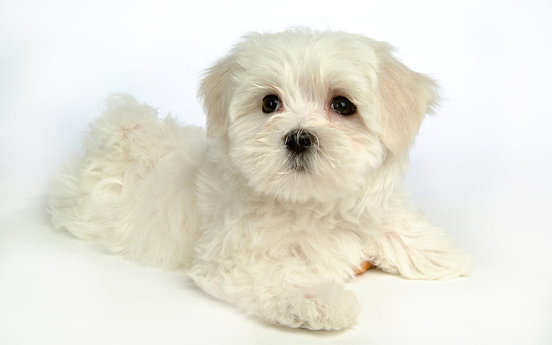 Lovely Little White Fluffy Puppy 26, HD wallpaper