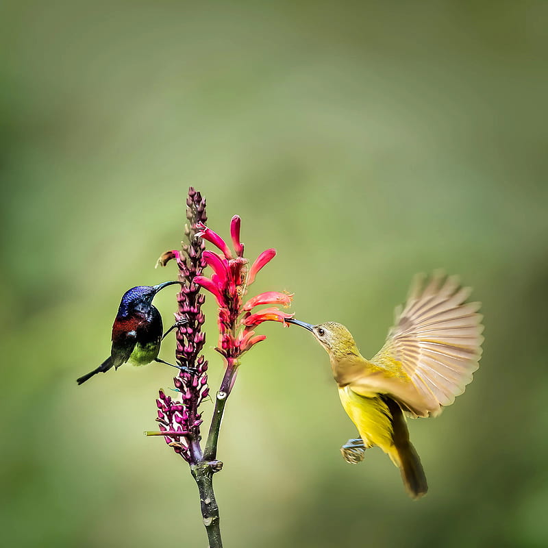 Natural Beauty, birds, cardinal, flower, humming, sunbird, HD phone wallpaper