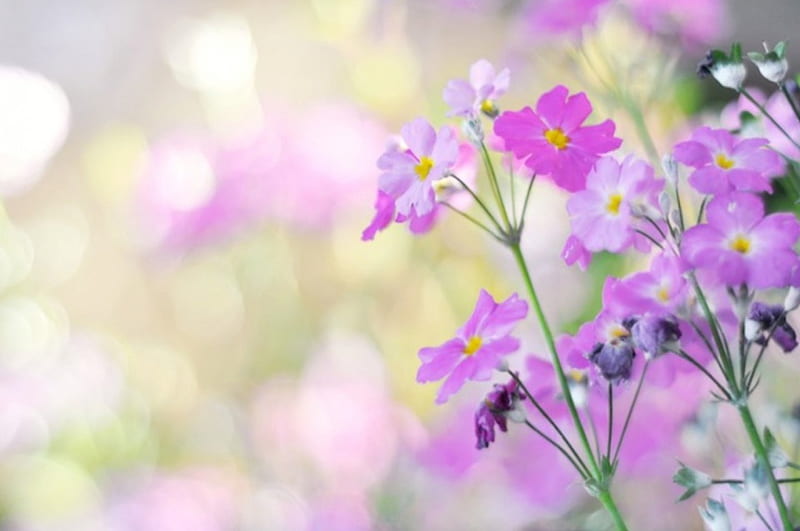 Spontaneity, purple nature, love, flowers, bonito, field, HD wallpaper