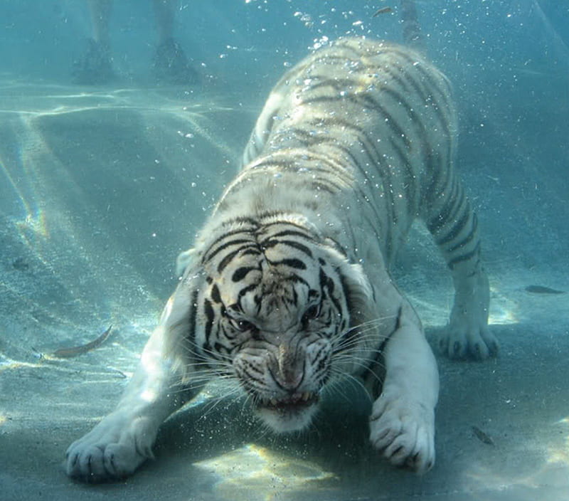 White Tiger, water, fantasy, tiger, white, HD wallpaper