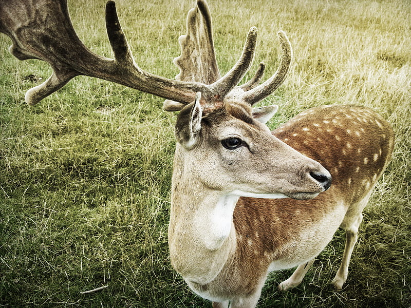 brown deer standing on grass, HD wallpaper