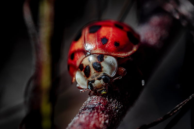 ladybug, insect, macro, blur, HD wallpaper