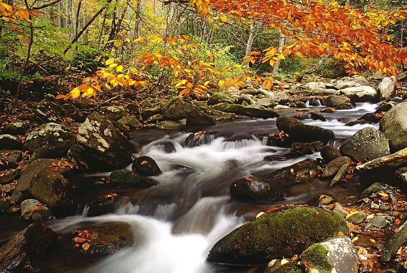 Laurel Creek in Autumn, rocks, fall, leaves, water, stones, colors, season, trees, HD wallpaper