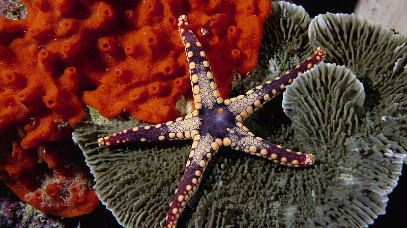 Starfish, reef, ocean, coral, sea, HD wallpaper