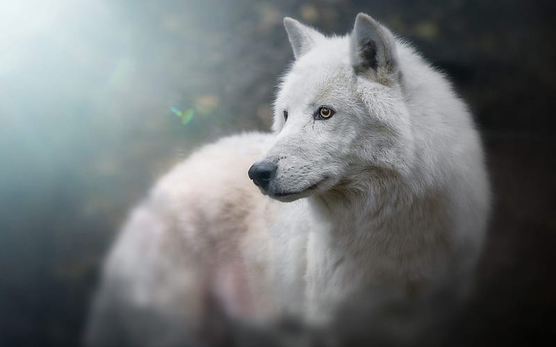 Polar wolf, bokeh, wildlife, forest, wolf, Canis lupus tundrarum, HD wallpaper