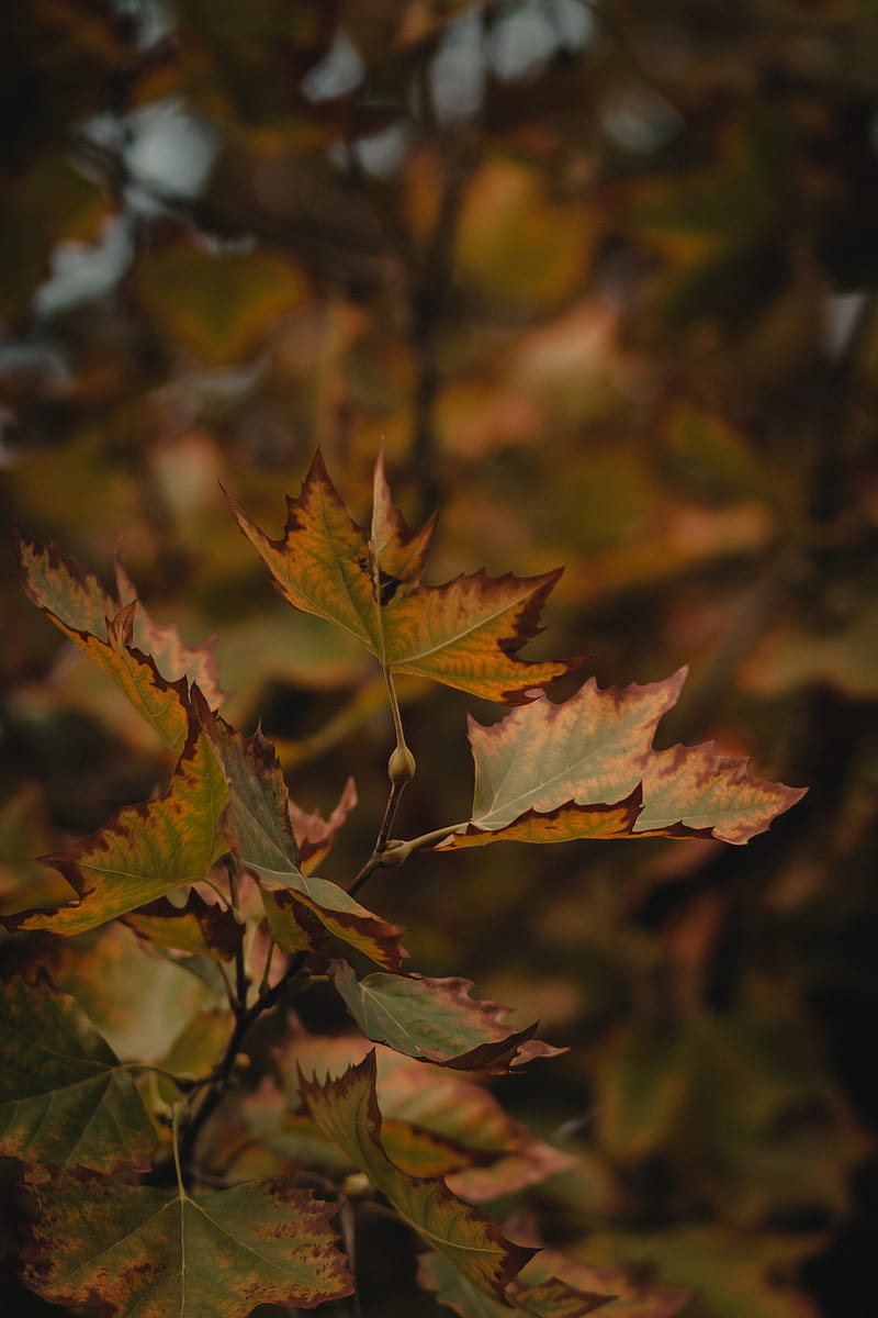 leaves, dry, maple, branch, macro, HD phone wallpaper
