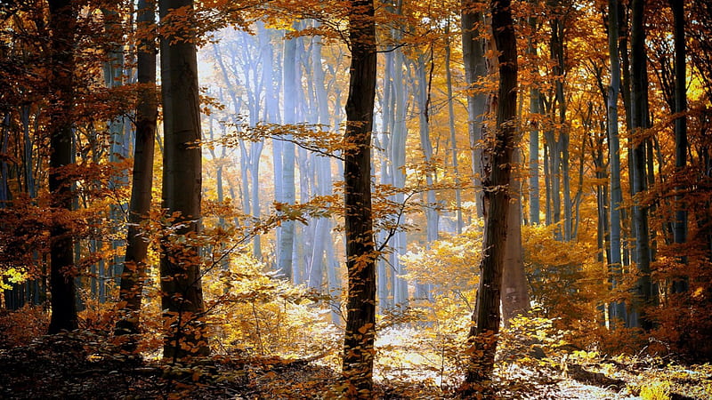 Sunshine in a hazy autumn forest, forest, autumn, sunshine, haze, HD ...