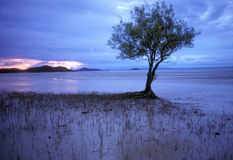 Lone Mangrove , sunset, tree, marsh, mangrove, HD wallpaper