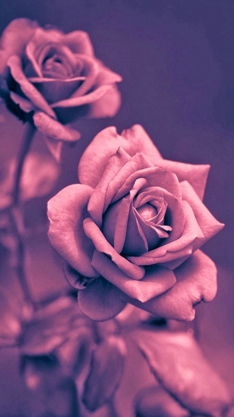 Girly flowers, bonito, deep, love, pink, sad, HD phone wallpaper | Peakpx