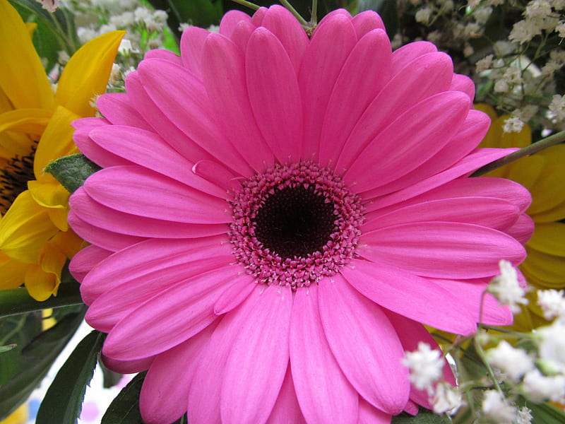 Floral Brightness, Pink, Plants, Flora, Gerberas, Flowers, Petals, HD ...