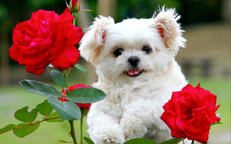 Bolognese, red roses, white dog, flowers, cute animals, pets, dogs, Bolognes Doge, HD wallpaper