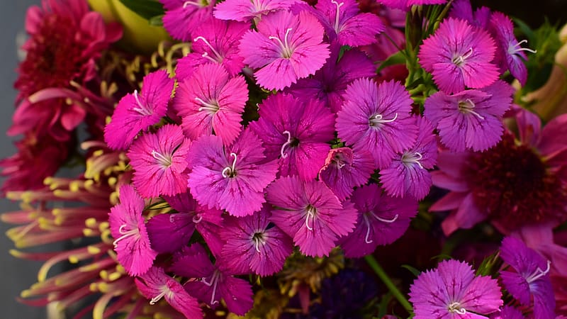 dianthus barbatus, barbatus, flowers, petals, pink, HD wallpaper