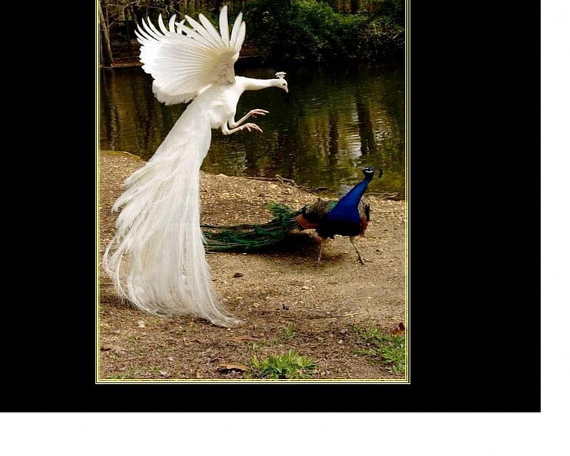 2 peacocks, peacock, white, blue, feathers, HD wallpaper