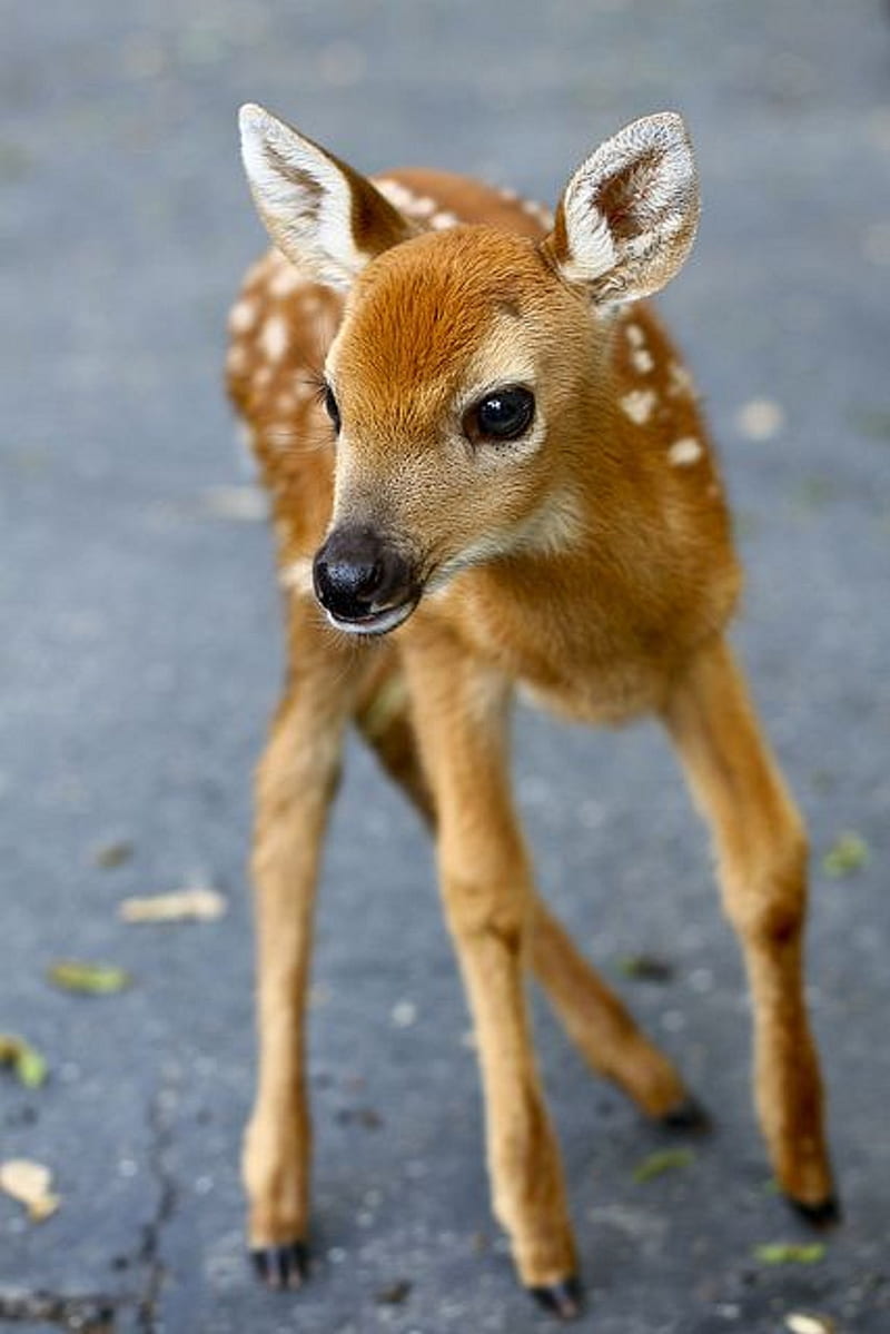 Deer baby, cute, HD phone wallpaper
