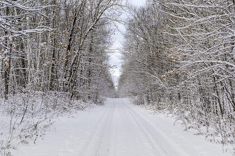 Road, trees, branches, snow, winter, nature, HD wallpaper | Peakpx