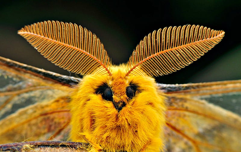 Moth, cute, orange, fluffy, insect, funny, HD wallpaper