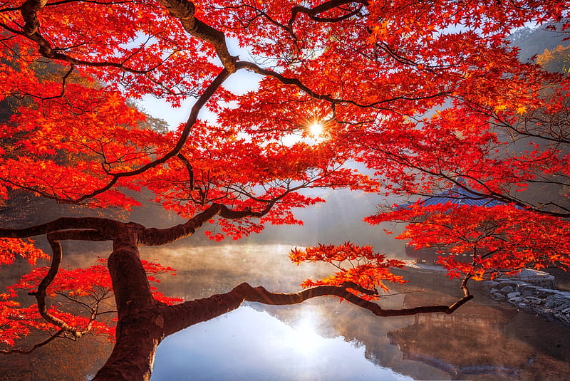 Autumn maple, branches, reflection, fall, red, autumn, maple, South Korea, sunny, bonito, lake, tree, National park, rays, HD wallpaper