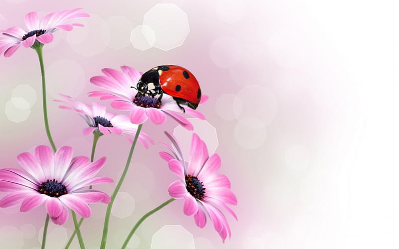 Ladybug on gerberas, red, ladybug, flower, gerbera, pink, HD wallpaper