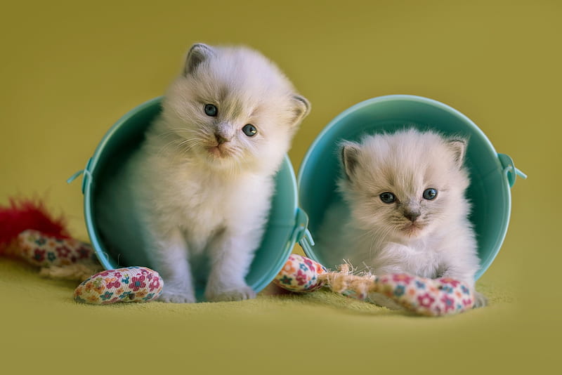 Ragdoll Kittens, buckets, cat toys, ragdolls, ragdoll, kittens, cats, toys, HD wallpaper