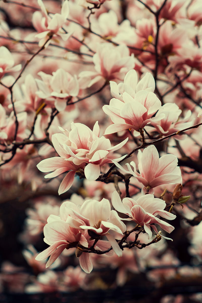 magnolia, flowers, branches, plant, flowering, spring, HD phone wallpaper