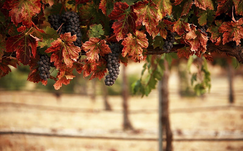 Grape Vineyard, grape, nature, vine, yard, HD wallpaper