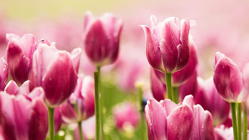Beautiful pink tulips, Tulipa, Bulbous, Perennial, Flower, HD wallpaper