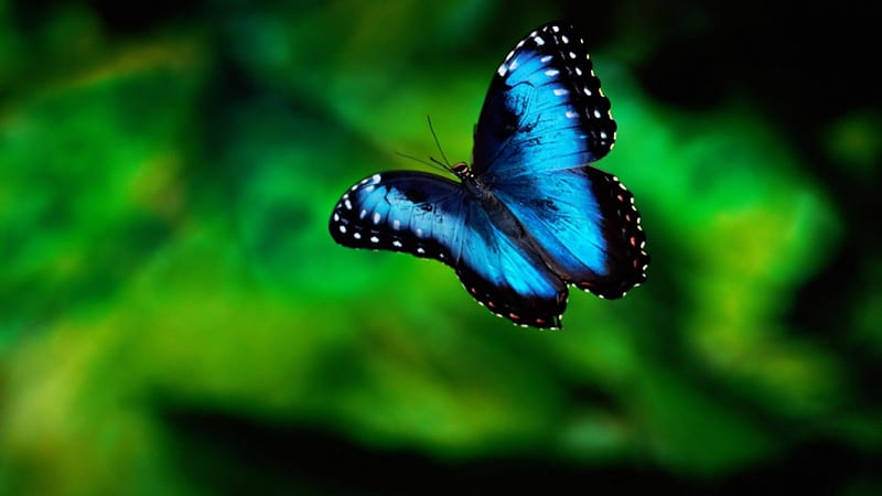 Magnificent Blue Butterfly, wings, butterfly, flying, insects, animal, HD wallpaper