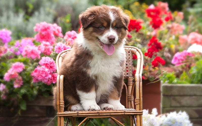 Aussie, little brown puppy, summer, Australian Shepherd, cute little animals, dogs, pink flowers, HD wallpaper