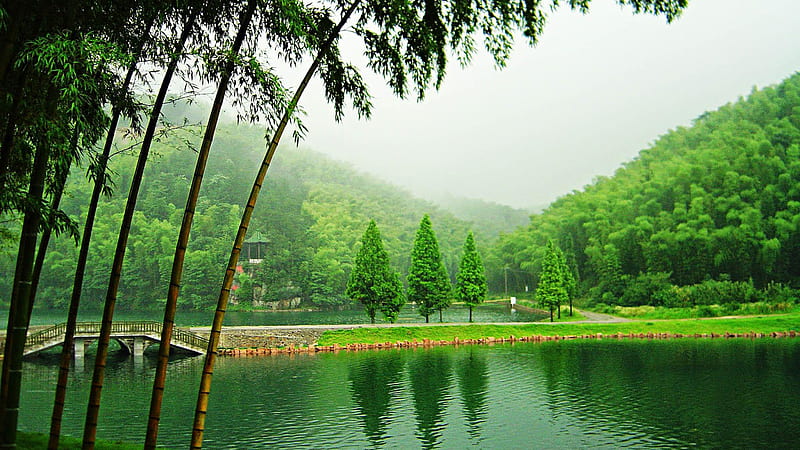 Beautiful Bamboo Scenery Nature Green Trees Reflection On Water Bamboo, HD wallpaper