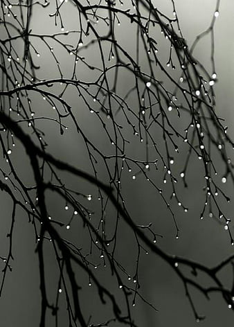 Rain iPhone, autumn, leaves, drops, day, raining, rainy, rain, seasons,  landscapes, HD phone wallpaper | Peakpx