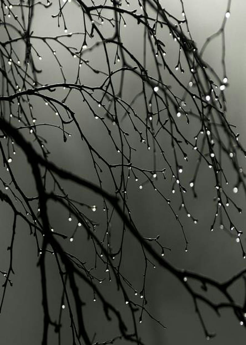 Rain iPhone, autumn, leaves, drops, day