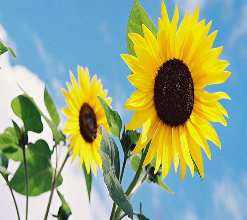 Girasol, flor, flores, naturaleza, agradable, cielo, sol, árbol, árboles,  Fondo de pantalla HD | Peakpx