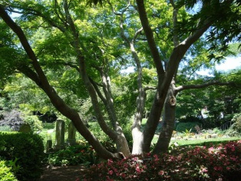 Peaceful, graveyard, flowers, nature, trees, HD wallpaper | Peakpx