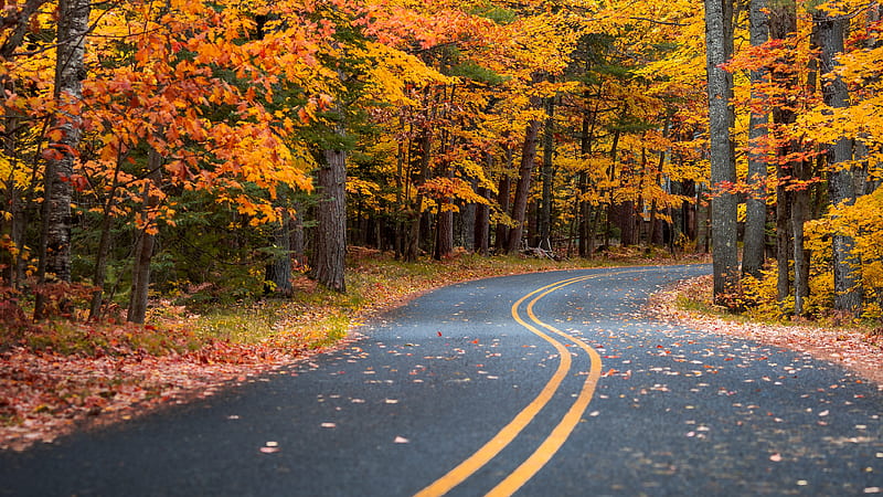 Autumn Drive Road, road, autumn, graphy, HD wallpaper | Peakpx