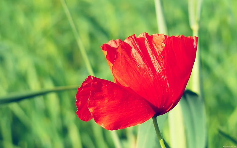 Red Poppy-Fresh and natural flowers, HD wallpaper