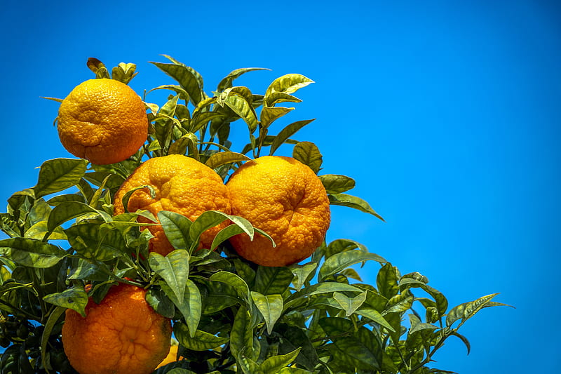 oranges, fruit, citrus, branch, leaves, HD wallpaper