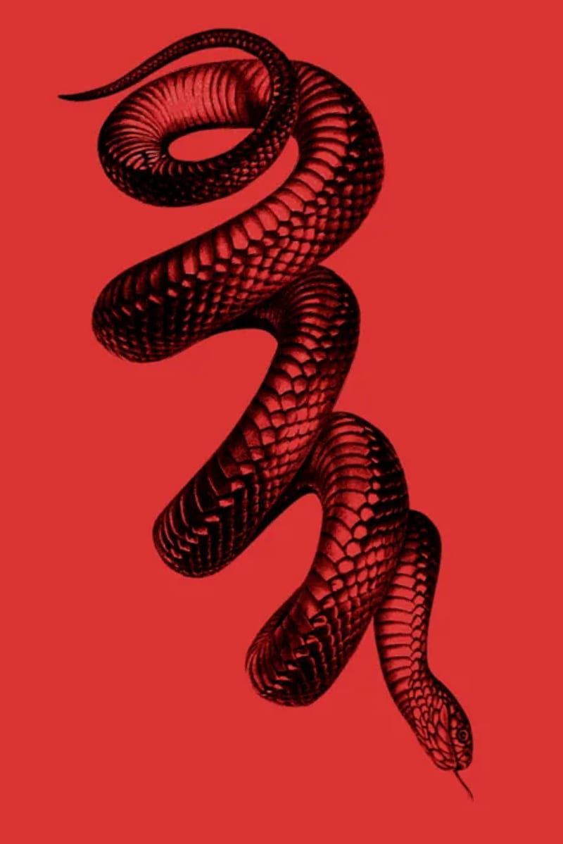 Red Snake , black, scale, tail, wavy, HD phone wallpaper