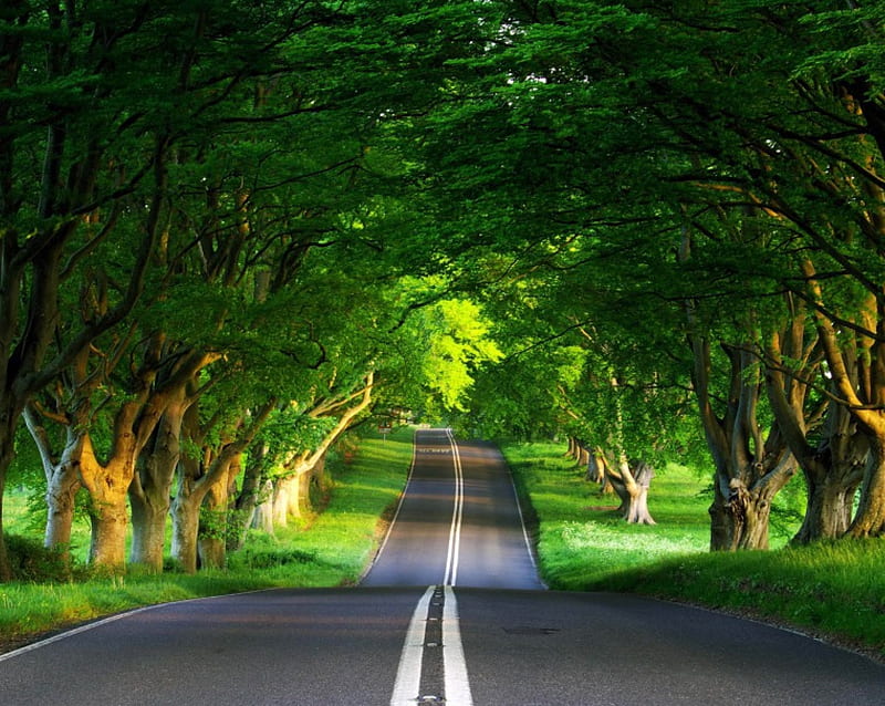Morning Road, green, grass, bonito, natural arch, road, trees, England, HD wallpaper