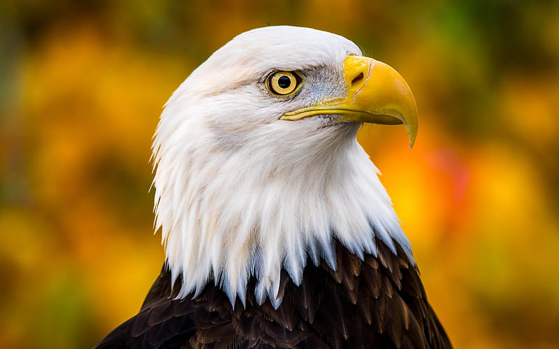Bald eagle, bird of prey, beautiful birds, american symbol, eagles, HD wallpaper