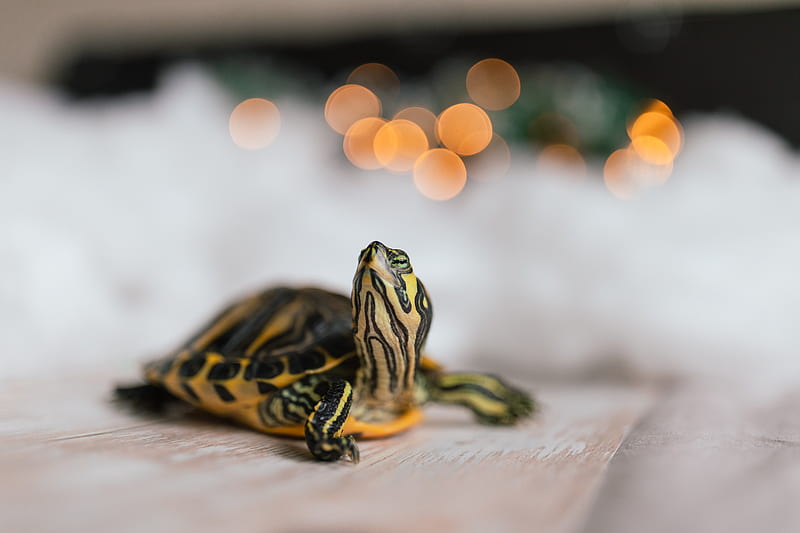 yellow and black turtle on white textile, HD wallpaper
