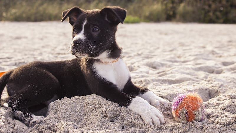 Dogs, Beach, Sand, Dog, Ball, Animal, Puppy, HD wallpaper