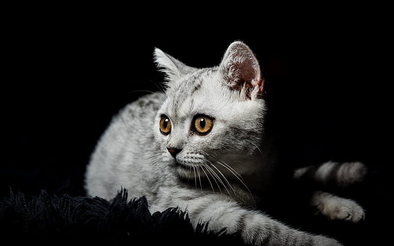 British Shorthair cat, big eyes, gray cat, pets, black background, HD wallpaper
