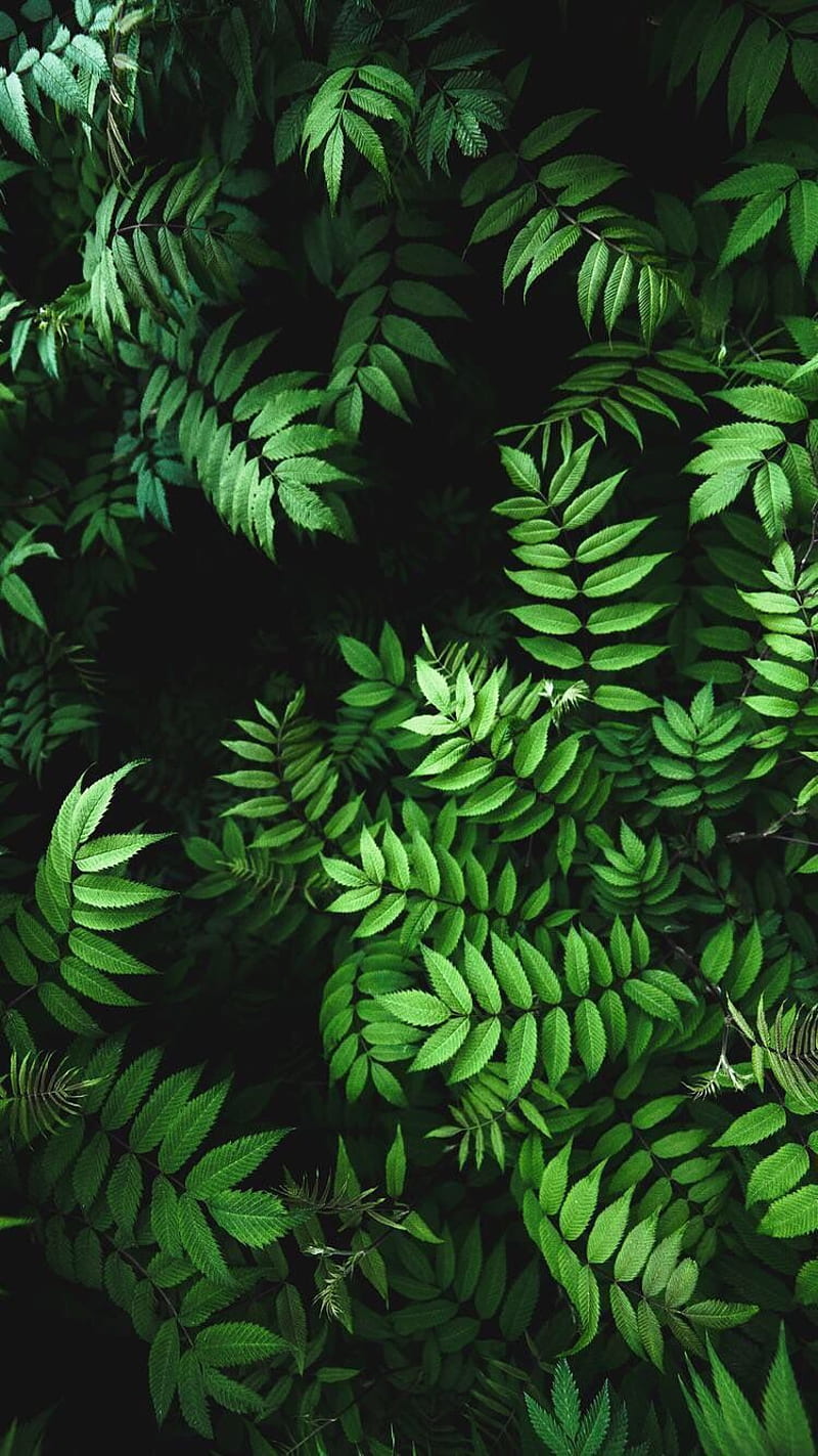 Leaves, jungle, leaves green nature, plant, plants, HD phone wallpaper