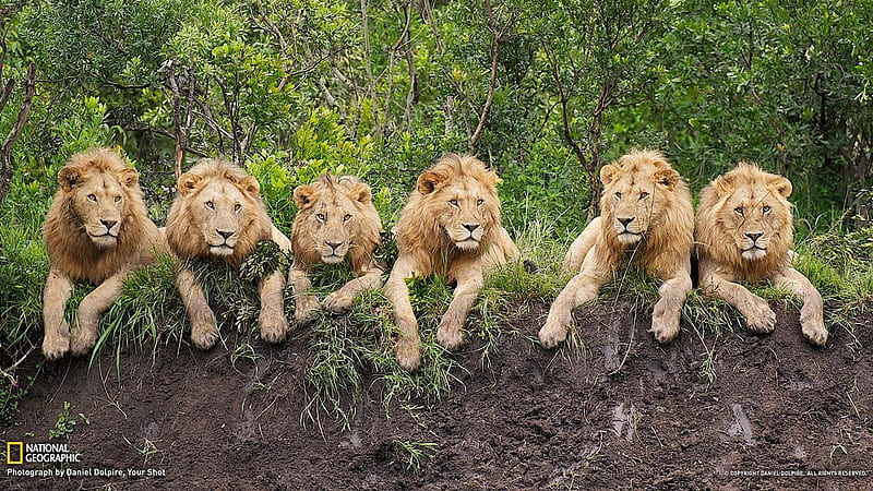 Lions resting, animal, leu, lion, all, big cat, cat, HD wallpaper