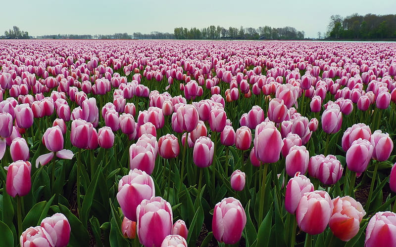 pink tulips, wildflowers, pink beautiful tulips, background with wildflowers, flower field, tulips, spring, HD wallpaper