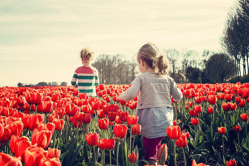 2 Kids Walking on Red Tulip Garden Under Blu Sky, HD wallpaper