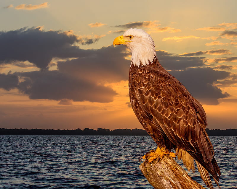 eagle, bird, predator, glance, sea, HD wallpaper