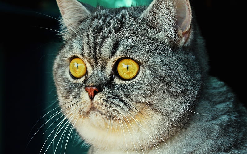 Gray British Shorthair, close-up, cat with yellow eyes, bokeh, cute animals, pets, cats, British Shorthair, domestic cat, British Shorthair Cat, HD wallpaper