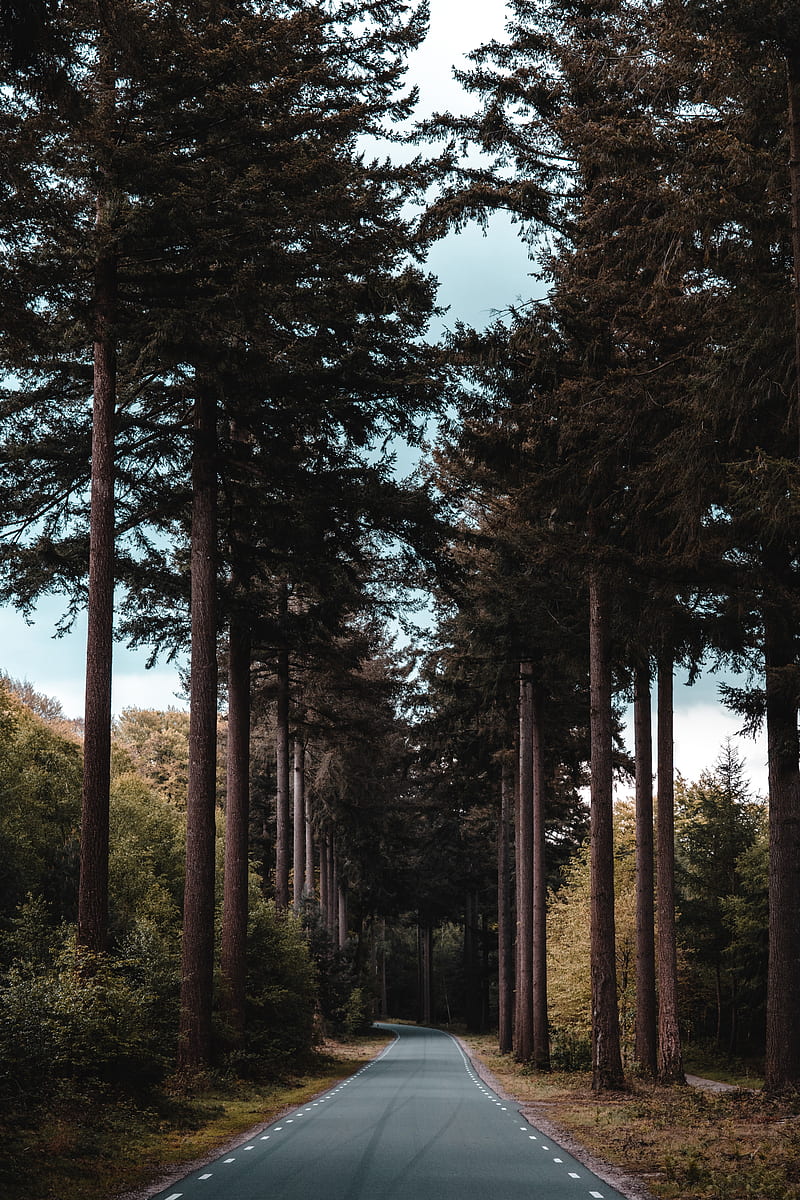 road, forest, trees, pine, distance, HD phone wallpaper